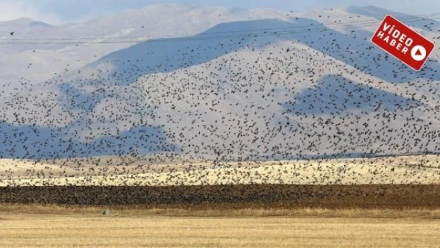 Muş'ta sığırcıkların dansı görenleri büyüledi