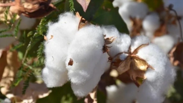 Şırnak'ta pamuk üretimi devlet desteğiyle arttı