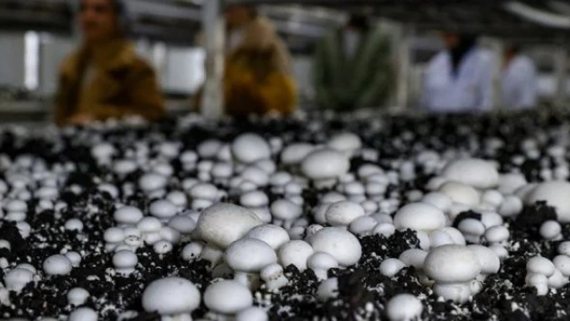 Üniversiteliler mantar üretim tesisinde uygulamalı eğitim görüyor