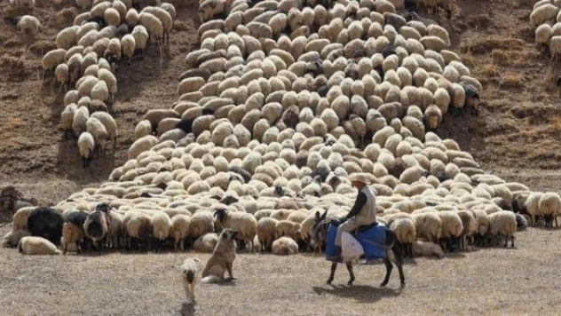 Van'da 10 bin kişiye 1 milyon koyun dağıtılması amaçlanıyor