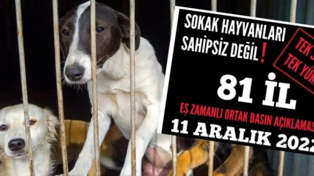 81 ilde hayvanseverler sokağa dökülecek