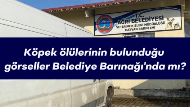 Ağrı'da Belediyeye ait barınakta hayvan katli iddiası