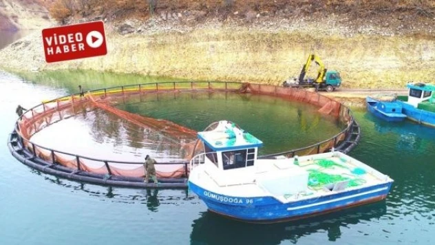 Avrupa, Amerika ve Rusya'nın somonları Bingöl'den gidiyor