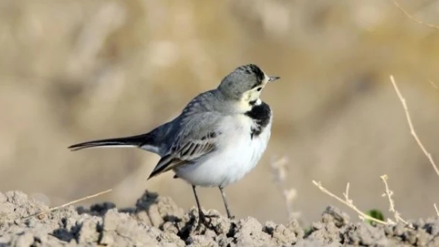 Iğdır'da ak kuyruksallayan kuşu görüntülendi