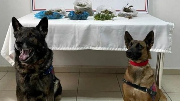 Malatya'da dron destekli uyuşturucu operasyonu!