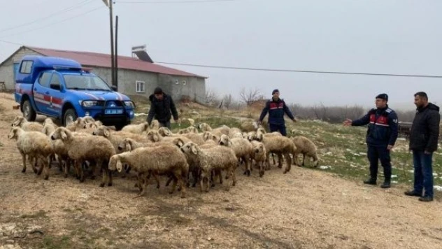 Malatya'da kayıp hayvanlar drone ile bulundu