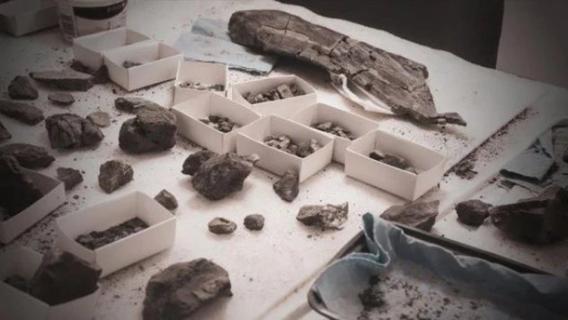 Moğolistan'da yeni bir fosil türü bulundu