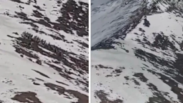 MSB, terör örgütünden temizlenen Yüksekova dağlarındaki doğal yaşamı paylaştı