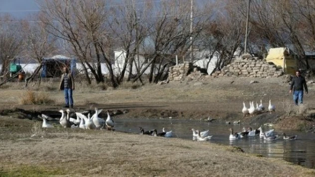 Muş'ta kaz yetiştiriciliği artıyor