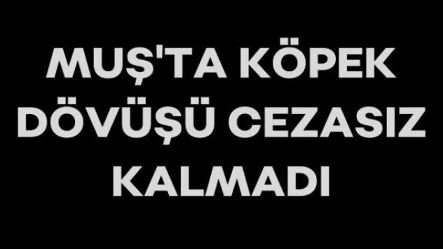 Muş'ta köpek dövüşü cezasız kalmadı