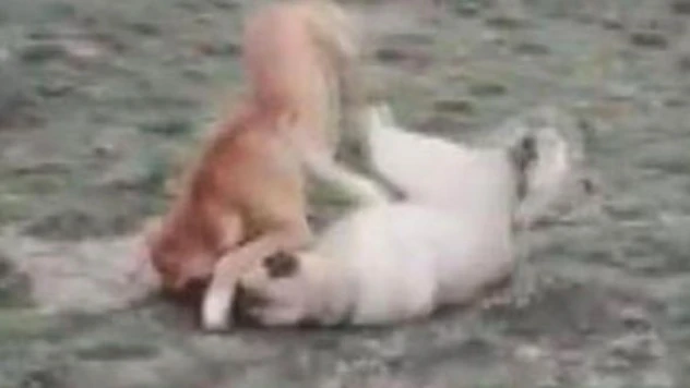 Muş'ta köpek  dövüşüne 28 bin 602 Lira ceza