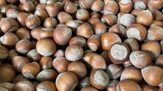 Ordu'da serbest piyasada fındık 50 liradan işlem görüyor