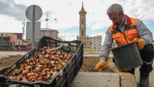 Van'da 54 bin lale soğanı dikildi
