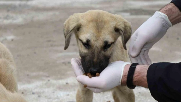 2023'te 4 bin 209 sokak hayvanı sıcak yuvaya kavuştu