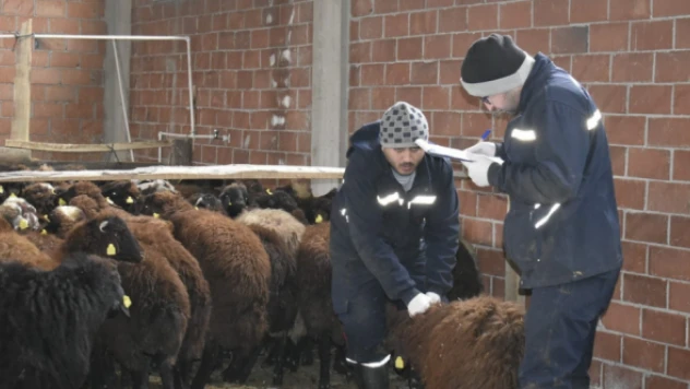 Bayburt'ta devlet desteğiyle koyun varlığı arttırılıyor