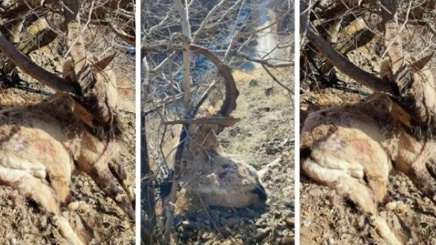 Nesli tükenen yaban keçisini avladılar