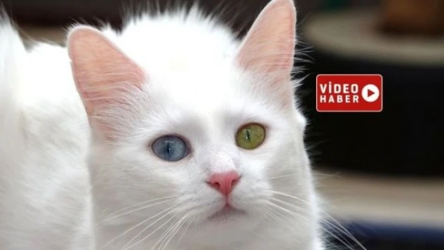 Yeni yılın damızlık Van kedileri seçildi