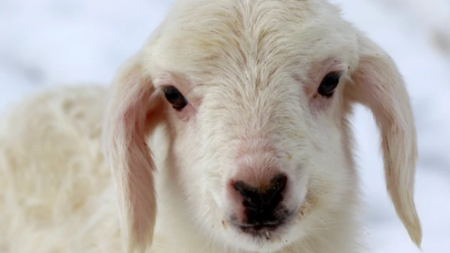 Bayburt'ta koyunlar kuzulamaya başladı