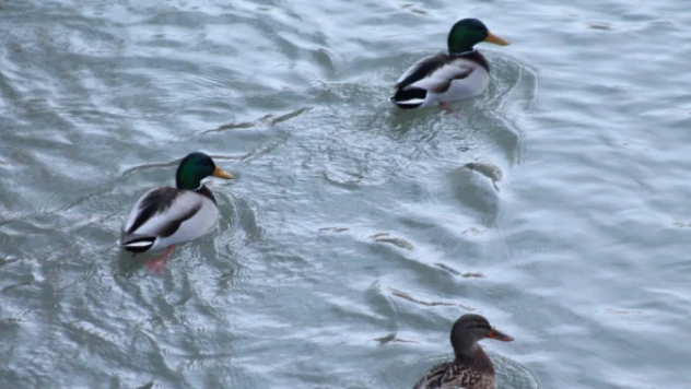 Yeşilbaşlı ördekler Çoruh Nehri'nde