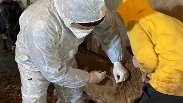 Ağrı ve Iğdır'da hayvanlar ilaçlanmaya başladı