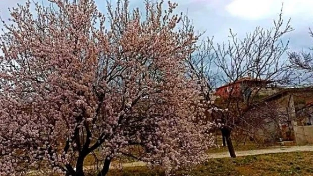 Bahar geldi... Badem ağaçları çiçek açtı