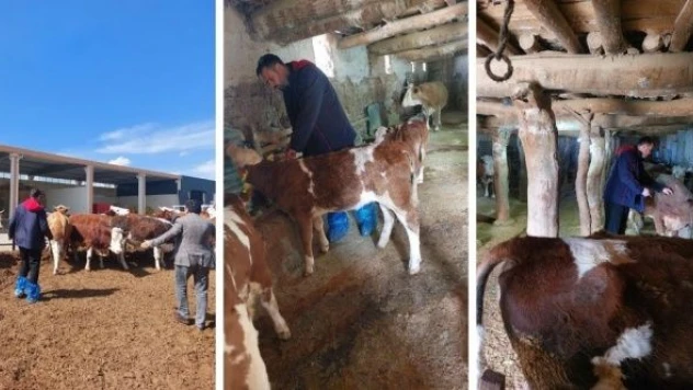 Elazığ'da şap hastalığına karşı aşılama