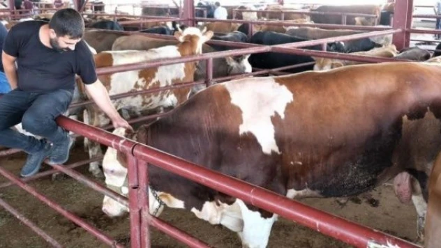 Erzincan ve Bayburt'ta canlı hayvan pazarı kapatıldı