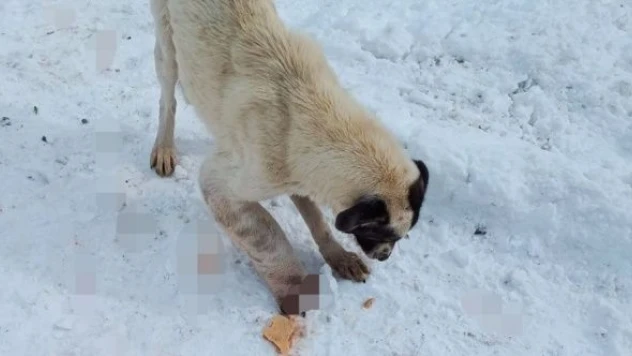 Kurt kapanına patisini kaptıran köpek güvenilir ellerde