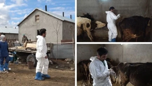 Muş'ta şap hastalığına aşı tedavisi aralıksız sürüyor
