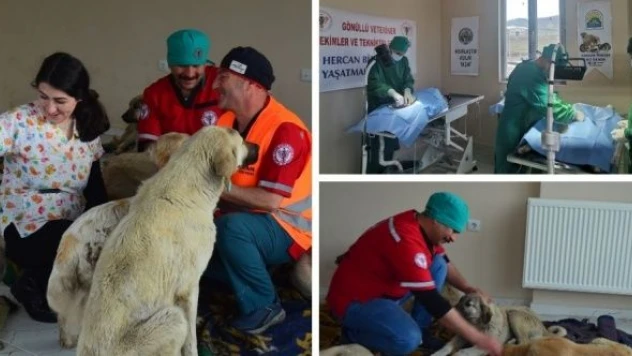 Muş'ta sokak hayvanlarını kısırlaştırma çalışması başlatıldı