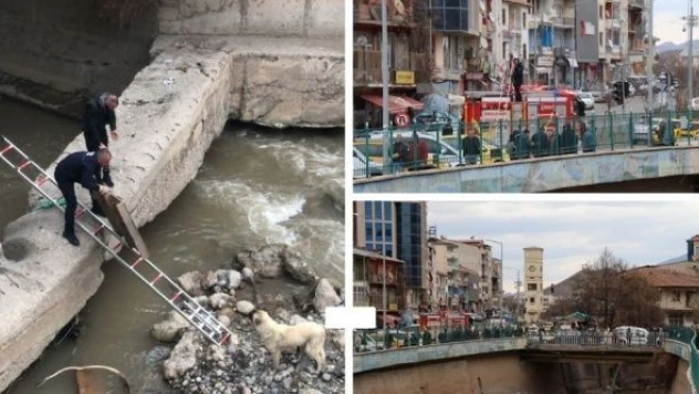 Oltu Çayı'nda köpek kurtarma operasyonu