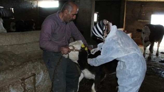 Şırnak'ta 90 bin hayvan aşılanacak
