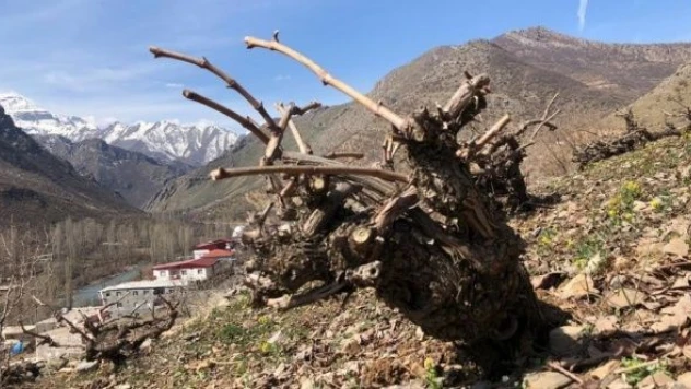 Şırnak'ta bahar geldi, üzüm bağları budanmaya başlandı