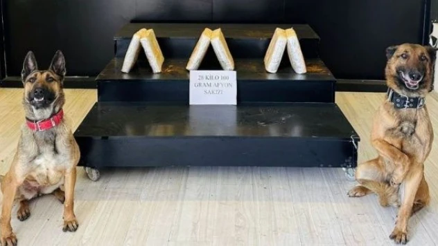 Uyuşturucu tacirleri narkotik dedektör köpekleri Ayzek ve Bella'dan kaçamıyor
