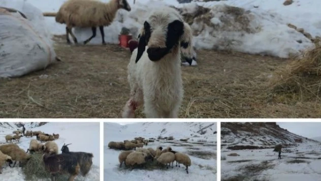 Van'da besicilerin zorlu mücadelesi