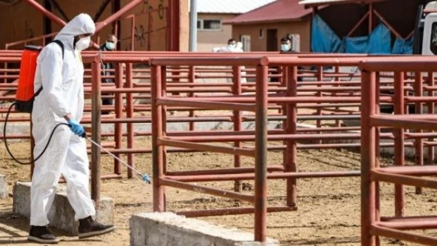 Van'da ''şap hastalığı'' tedbirleri