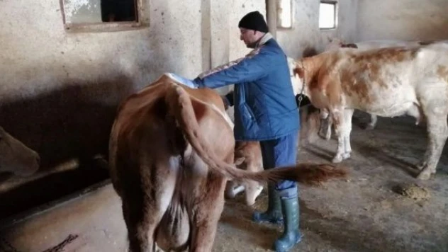 Erzincan'da şap mücadelesi sürüyor