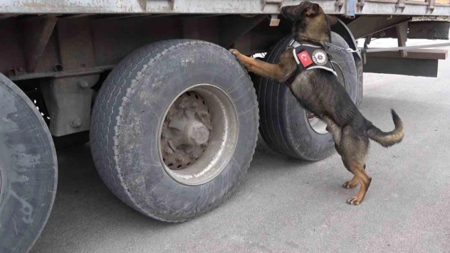 43 ilin geçiş noktasında uyuşturucuya geçit yok: 60,5 kilogram 'skunk' ele geçirildi