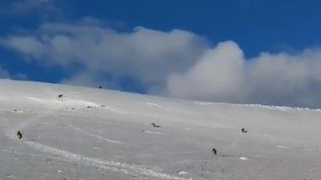 Aç kalan kurt sürüsü yerleşim yerine indi