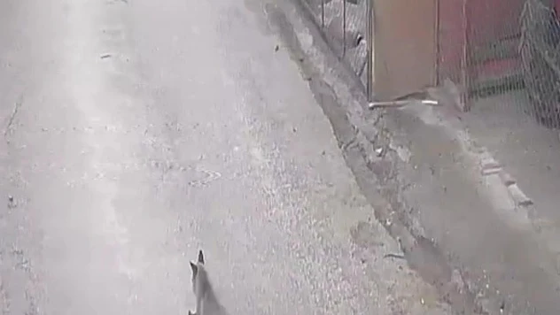 Aç kalan tilki tavuklara ve horoza saldırdı