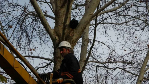 Ağaçta 3 gündür mahsur kalan kediyi belediye ekipleri kurtardı