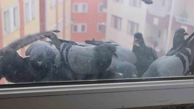 Ağrı'da soğuk hava sokak hayvanlarına zor anlar yaşatıyor