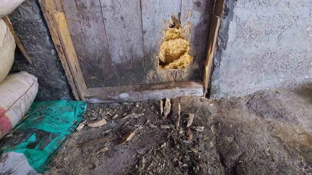 Ahıra giren kurt 10 koyunu telef etti