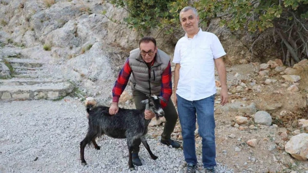 Alanya'da tedavi edilen yaralı keçi doğaya bırakıldı