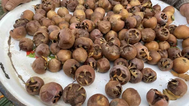 Alaşehir'de şifa kaynağı muşmula yok satıyor