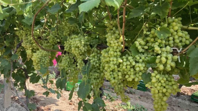 Alaşehirli çiftçilere ÇKS uyarısı