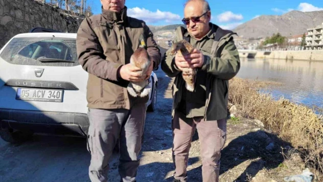 Amasya'da evinde 9 yaban hayvanı bulunan şahsa 55 bin TL ceza