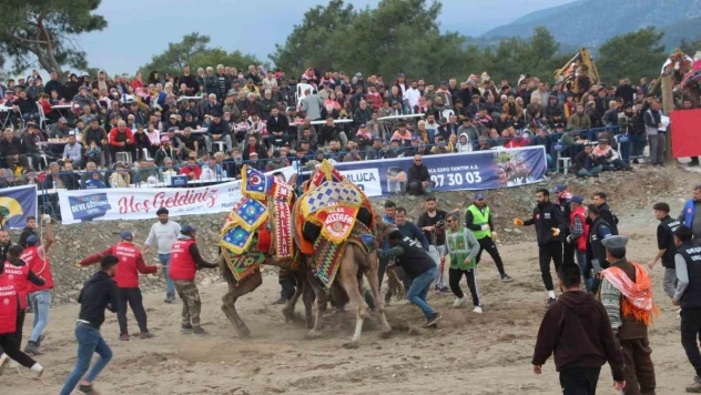 Antalya'da develer kıyasıya güreşti
