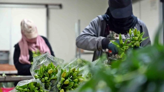 Antalya'dan Sevgililer Günü için dünyaya Türkiye nüfusu kadar çiçek