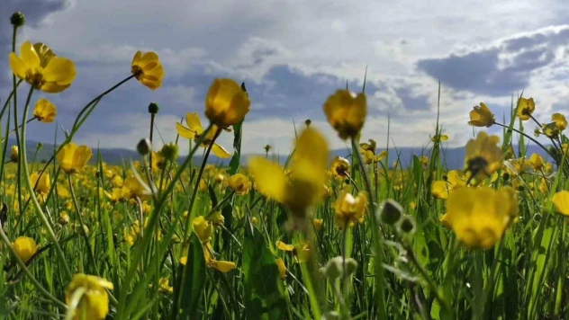 Ardahan ovası sarıya boyandı